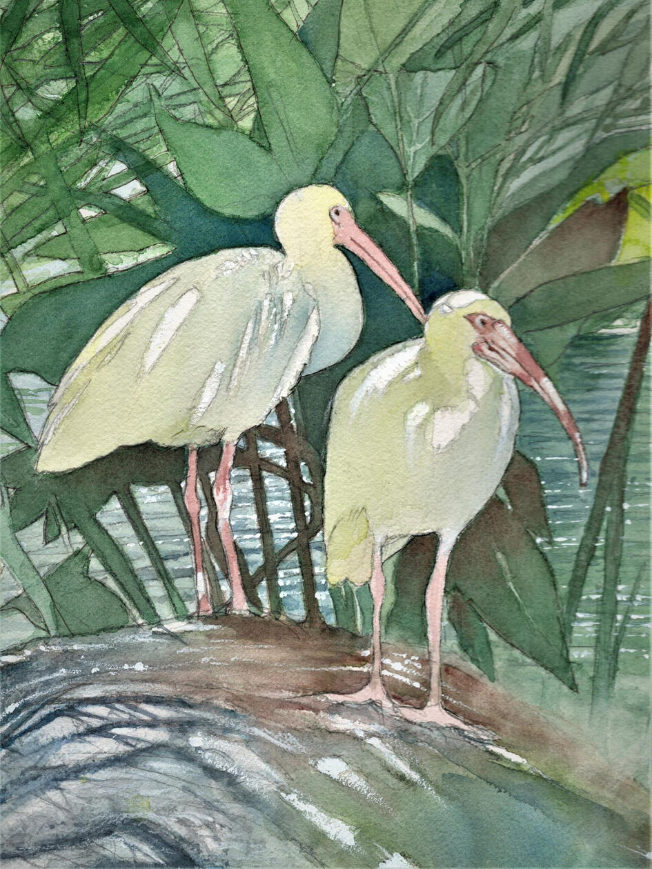 IBIS